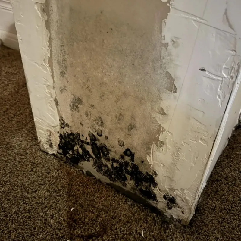 Professional Mold Removal in Yoakum, TX